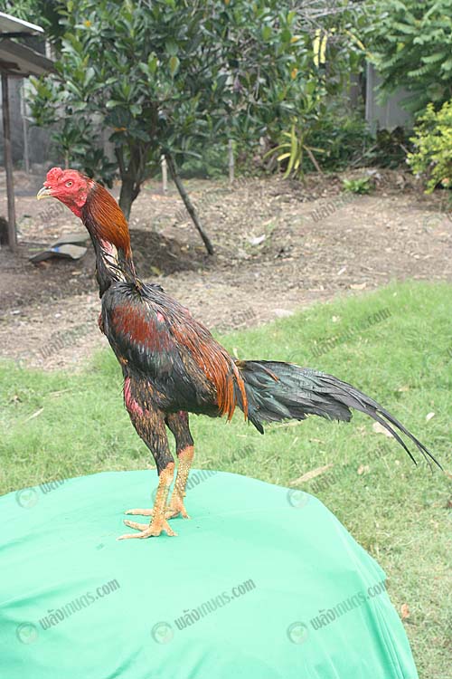5.ไก่ชนลักษณะดี-สีสวย