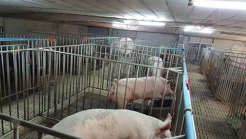 6.คอกหมู
