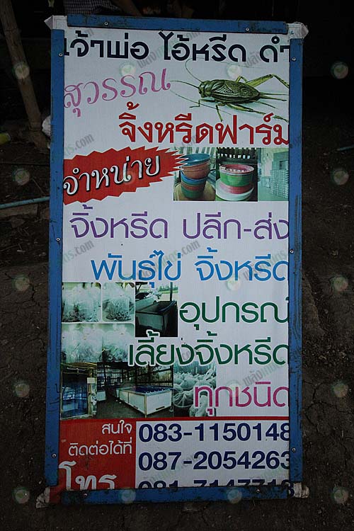6.จำหน่ายจิ้งหรีด-ไข่จิ้งหรีด-และอุปกรณ์เลี้ยงจิ้งหรีด
