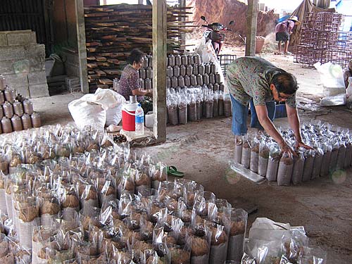 6.ผลิตก้อนขี้เลื่อย-3000-ก้อน-ต่อวัน