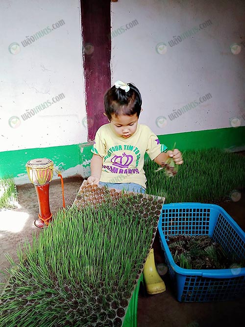 7.การปลูกฝังเยาวชนตั้งแต่วัยเยาว์ให้รักในการทำนา