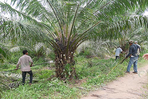 8.การตัดแต่งทางใบง่ายต่อการเก็บเกี่ยวผลผลิตได้ดีขึ้น