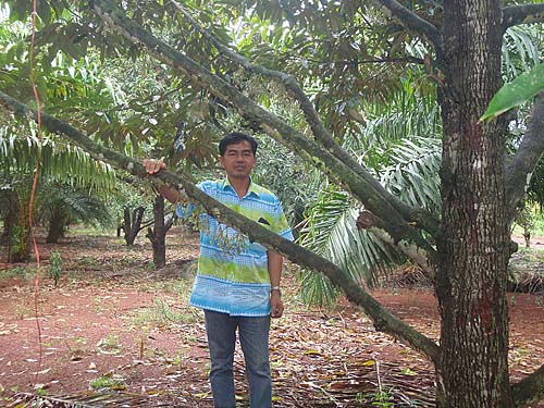 8.ความภาคภูมิใจที่ประสบความสำเร็จในการปลูกทุเรียนแซมในสวนปาล์มน้ำมัน