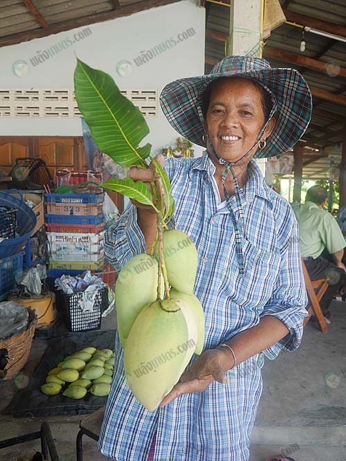 8.ผลผลิตมะม่วงคุณภาพ