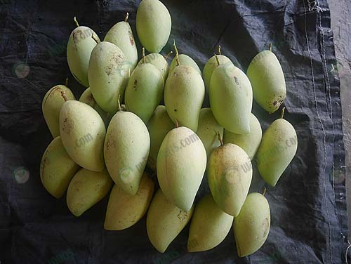 9.ผลผลิตมะม่วง