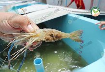 เผยแนวทาง เพาะกุ้งก้ามกราม มาตราฐานส่งออก เลี้ยง 18-20 วัน ส่งออกตลาดนอกได้ กุ้งคุณภาพไข่ดำเต็มท้องพร้อมฟักตัว สำหรับการ เพาะกุ้งก้ามกราม