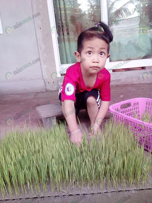 นำต้นกล้าออกจากถาดหลุมเพื่อนำไปปาเป้าในแปลงนาที่เตรียมไว้