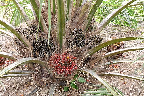 ผลผลิตปาล์มอายุ-3-ปีเศษ