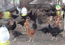 เซียนเลี้ยง ไก่สามสาย ครบวงจร ลูกพันธุ์ ไก่สด และไก่ต้มสุก กิโลกรัมละ 80-85 บาท ไก่สามสาย พันธุ์