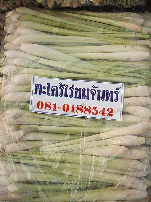 11.ตะไคร้เป็นส่วนประกอบในการทำอาหาร-และพริกแกงต่างๆ