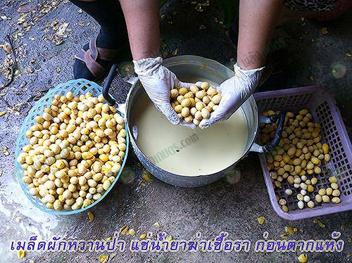2.เมล็ดผักหวานป่าแช่น้ำยาฆ่าเชื้อราก่อนตากแห้ง