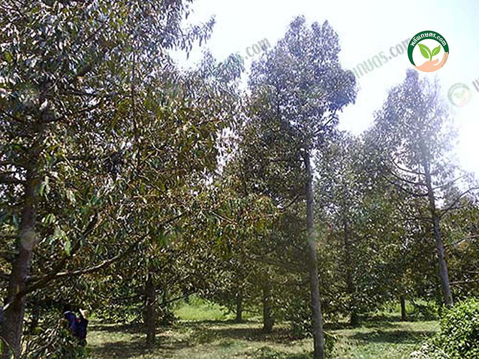 3.บรรยากาศภายในสวนทุเรียน