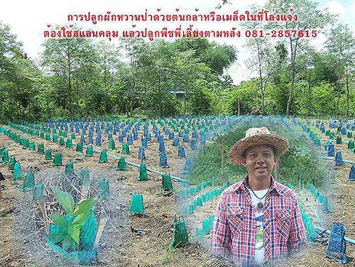 3.ปลูกผักหวานป่าด้วยต้นกล้าหรือเมล็ด