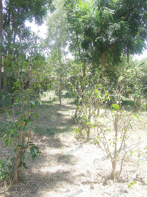 4.ระยะปลูก-1-เมตร