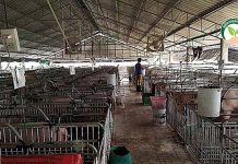 เทคนิคควบคุม ต้นทุนการเลี้ยงหมู และบริหารจัดการฟาร์มหมู แบบอิสระ ให้มีกำไร จัดการทุกอย่างภายในฟาร์มเพื่อควบคุม โรงเรือนหมู การควบคุม ต้นทุนการเลี้ยงหมู ได้