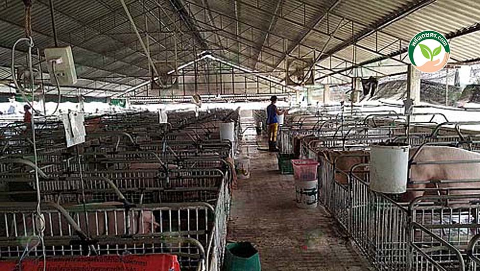 5.จัดการทุกอย่างภายในฟาร์มเพื่อควบคุม โรงเรือนหมู การควบคุม ต้นทุนการเลี้ยงหมู ได้