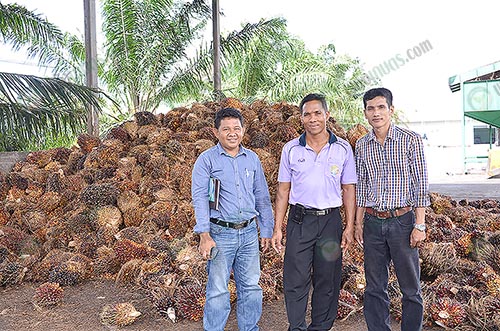 5.ผลผลิตที่ลานเทของสหกรณ์-30-50-ตันต่อวัน