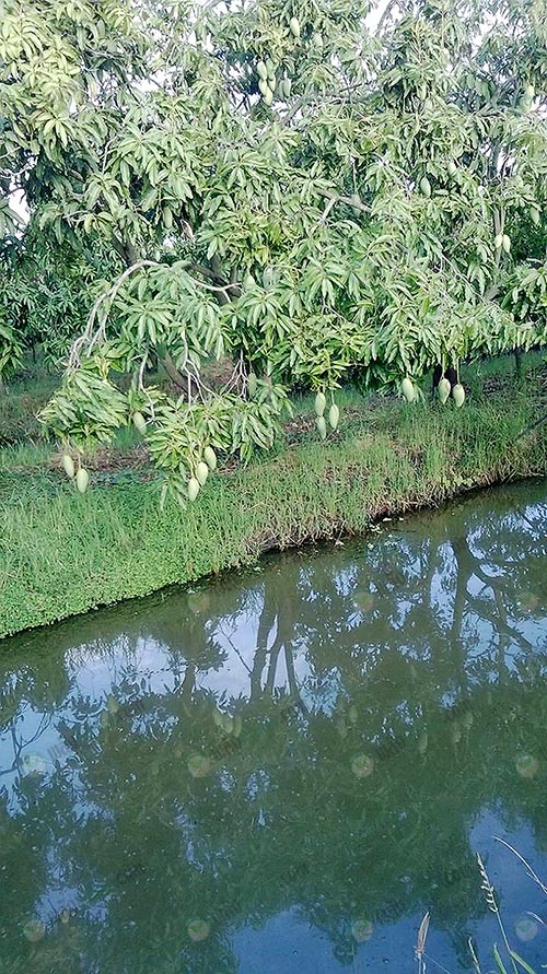 5.สวนมะม่วงฟ้าลั่น