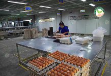 เพิ่ม ราคาไข่ไก่ ทำฟาร์มไข่ไก่ มาตราฐาน ขยายตลาดสู่ โมเดิร์นเทรด ได้สำเร็จ เพิ่ม ราคาไข่ไก่ ทำฟาร์มไข่ไก่ มาตราฐาน ขยายตลาดสู่ โมเดิร์นเทรด ได้สำเร็จ