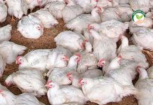 พันธุ์ไก่เนื้อ อาร์เบอร์ เอเคอร์ส เลี้ยงไก่เนื้อแค่ 40-42 วัน ขายในระบบประกันราคา ไก่เนื้อ พันธุ์ไก่เนื้อ