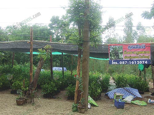 6.โรงเพาะชำกิ่งตอนมะกรูดของคุณสันติ
