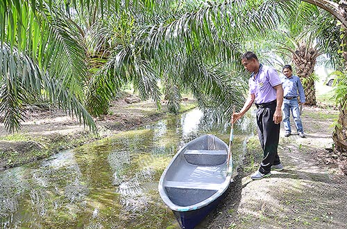 การใช้เรือไฟเบอร์บรรทุกผลผลิตออกจากสวน