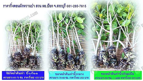 ราคากิ่งตอนผักหวานป่า