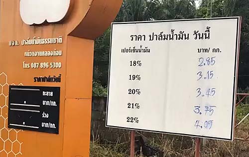 ราคาปาล์มน้ำมัน