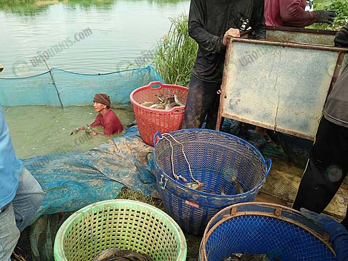 3.การจับปลาดุก
