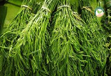 ต้นชะอม …“พืช ATM เงินด่วน” ปลูกแล้วเก็บขายได้ตลอดทั้งปี กิโลกรัมละ 20 บาท ผลผลิตที่เก็บได้จาก ต้นชะอม