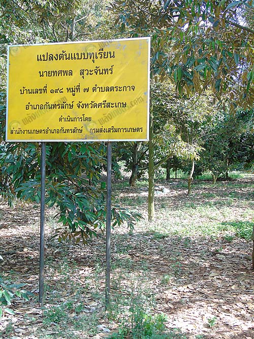 3.แปลงสาธิตต้นแบบของการปลูกทุเรียนในพื้นที่