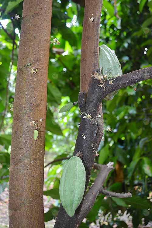 5.ผลโกโก้มีหลายรุ่นในต้นเดียวกัน-ให้ผลผลิตตลอดทั้งปี