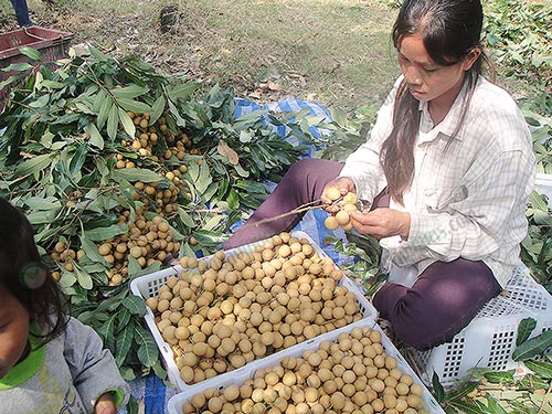 6.คนงานกำลังคัดลำไยเบอร์ใหญ่