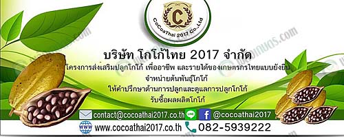 9.ให้คำปรึกษาและดูแลการปลูกโกโก้