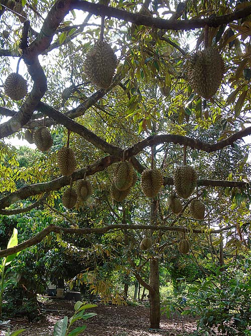 สวนทุเรียน