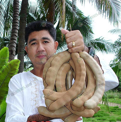1.คุณชุมพล-วิรัชจรัลวงศ์-เจ้าของสวนมะขามเปรี้ยวยักษ์