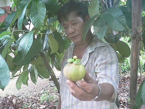 2.ผลมังคุดมีคุณภาพและผิวมัน