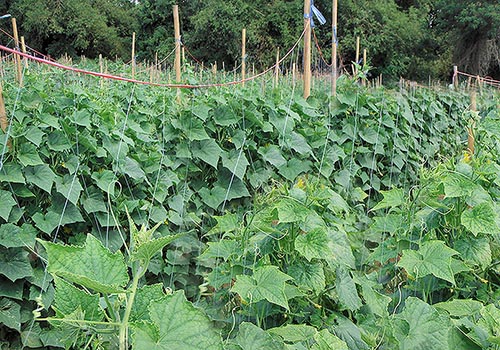 3.แปลงแตงกวาไฮโซ