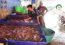 แพเจ๊อ้อยเปิดโครงการแพ ตลาดรับซื้อปลา ทับทิม ทุกไซส์-ราคาดี จากเกษตรกร โครงการ ตลาดรับซื้อปลา ทำให้ลูกค้าสามารถเลือกตัวปลาเองได้