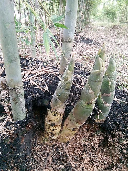 5.หน่อไผ่บงหวานทานดิบได้-เป็นโรคเก๊าต์ก็ทานได้-ที่มา.Facebook-ธีรวัจน์-จักรแก้วรังสี
