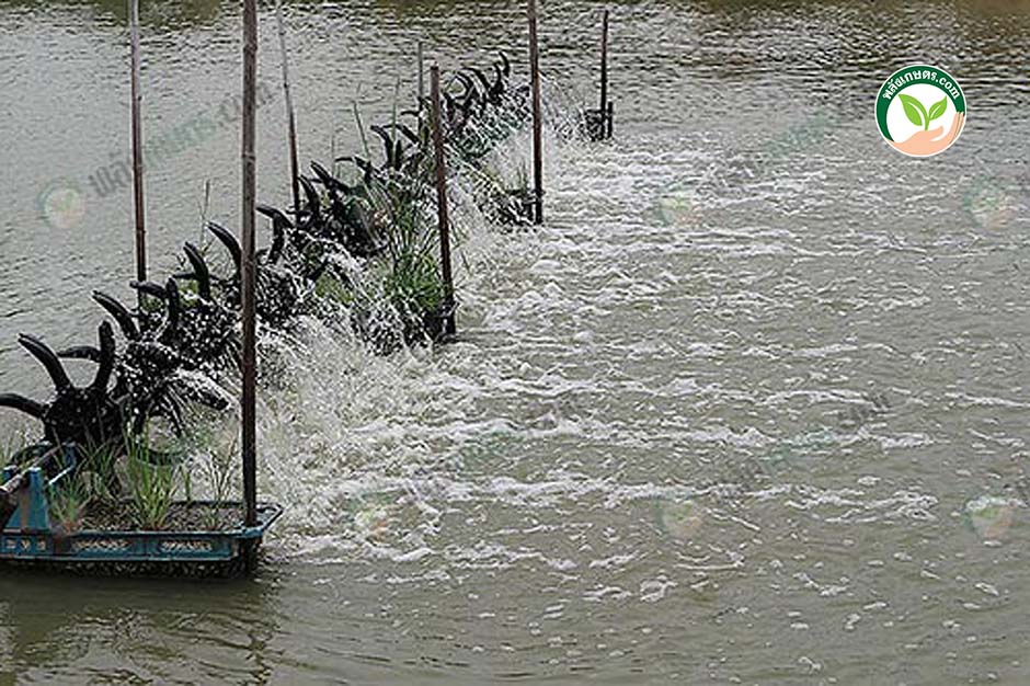 5.เปิดเครื่องตีน้ำแทบทั้งวัน เพื่อเพิ่มออกซิเจนให้กับ กุ้งก้ามทอง