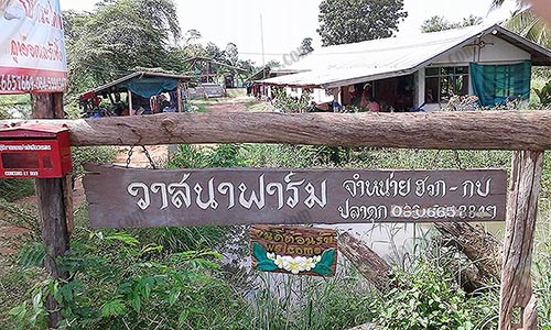 6.จำหน่ายฮวก-กบ-และปลาดุก