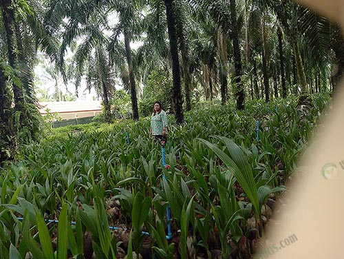 7.แปลงเพาะมะพร้าวภายในสวนปาล์มที่อาศัยทางปาล์มช่วงบังแสง