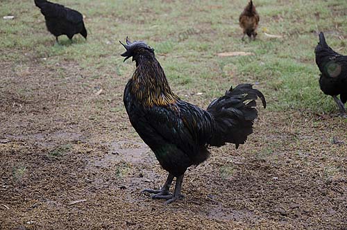 7.ไก่ดำ