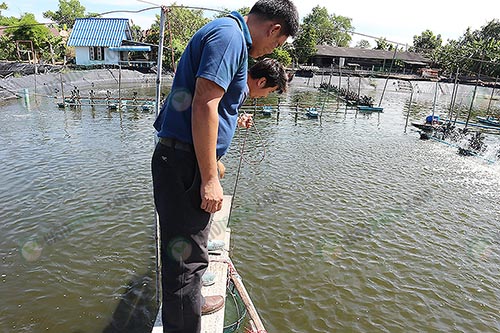 ยกยอเพื่อเช็คอาหารและการโตของกุ้ง