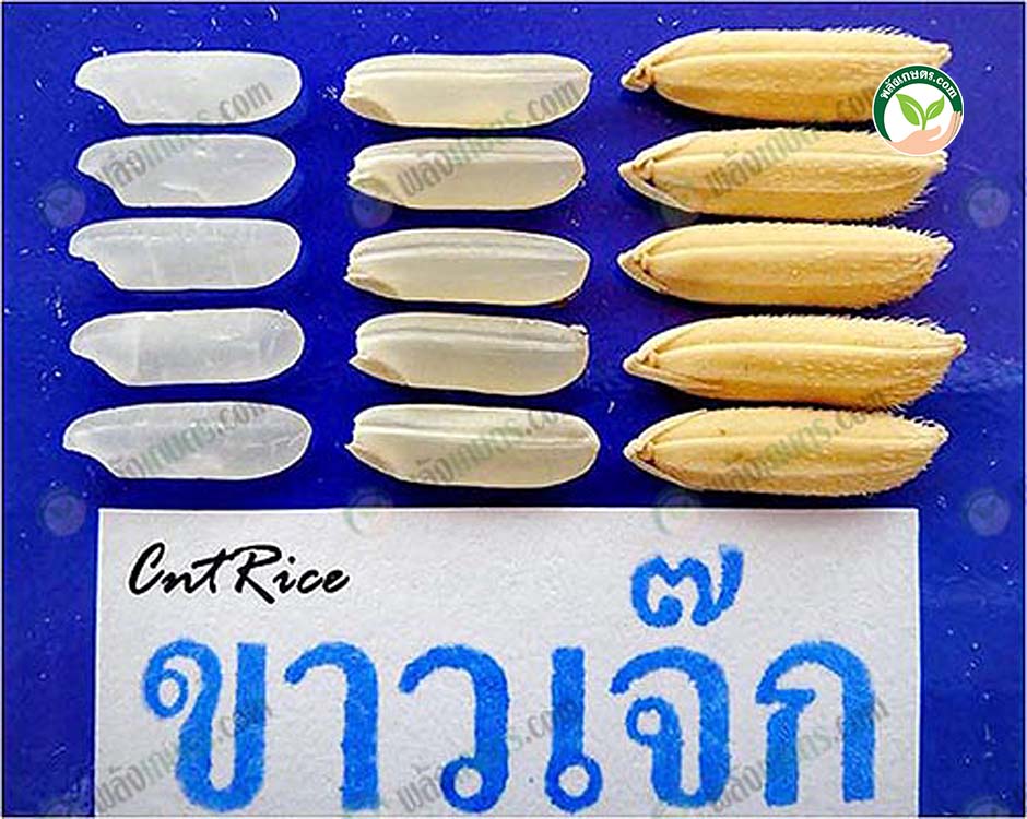 1.ข้าวขาวเจ๊กชัยนาท