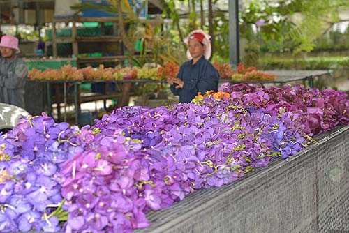 10.ราคากล้วยไม้แวนด้าตัดดอกอยู่ที่-30-50-บาท