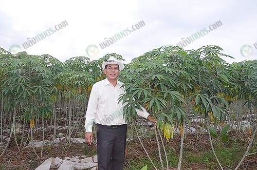2.คุณธนาวุฒิกับไร่มันสำปะหลังด้วยระบบน้ำหยด