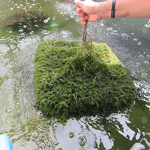2.สาหร่ายพวงองุ่นเลี้ยงในบ่อ