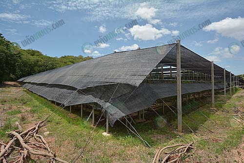 3.โรงเรือนกล้วยไม้แวนด้าตัดดอกต้นทุนไร่ละ-3-แสนบาท